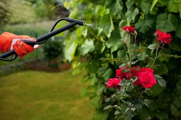 Обработку роз раствором железного купороса лучше проводить осенью