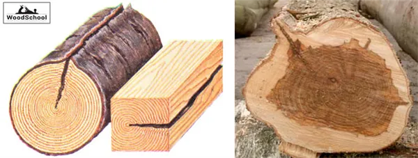 морозные трещины древесины