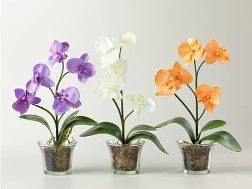 Особенности применения цитокининовой пасты на орхидеях