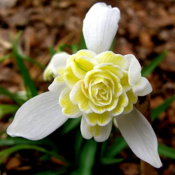 Подснежника белоснежный сорта «Леди Эльфинстоун» (Galanthus nivalis 