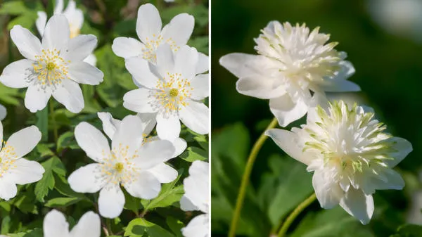 Слева - анемона дубравная с простыми цветками, справа - цветки сорта Alba Plena