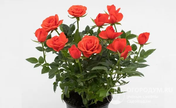 Цветы «Пасадены» имеют старинную форму и насыщенную окраску, их отличительной особенностью является сильный аромат