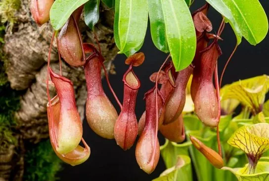 Хищный непентес в природе и дома: виды растения и уход за цветком в комнатных условиях