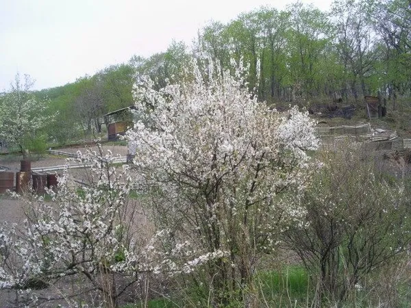 Цветение вишни войлочной в мае