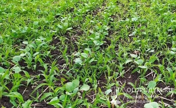 Для сидерации в течение сезона яровой рапс рекомендуют сочетать с травами из других семейств – бобовыми, бурачниковыми и др.