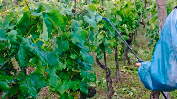 Как правильно проводить обработку винограда медным купоросом весной и зачем это нужно