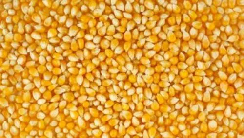 Можно ли из обычной кукурузы сделать попкорн. Питательная ценность 12