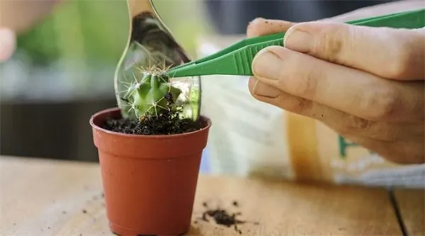 Какой грунт нужен для кактусов: требования и состав почвы. Как сделать субстрат самостоятельно?