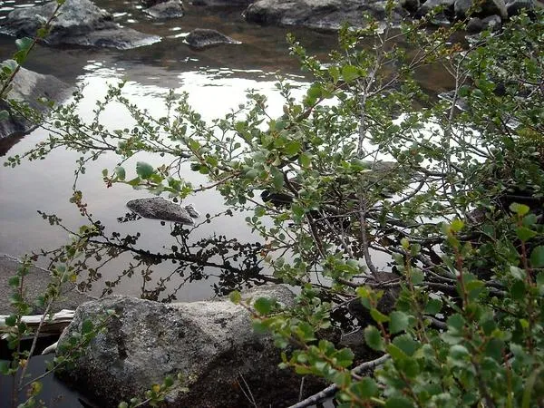 Берёза карликовая на берегу естественного водоёма. Фото автора