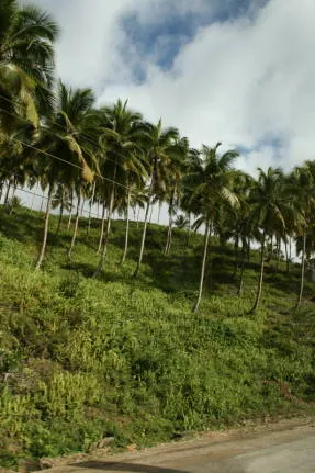 Плантация молодых кокосовых пальм