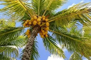 Желтые кокосы