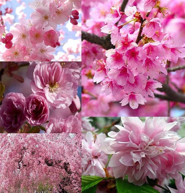 цветет сакура разных сортов