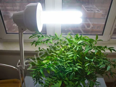 Энергосберегающие лампы для растений
