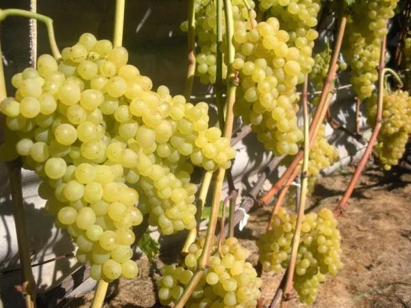 Кишмиш: сорта винограда без косточек, описание, выращивание