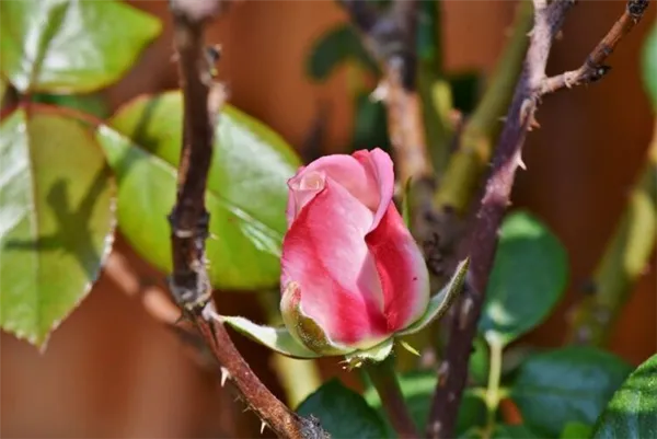 обрезка роз весной