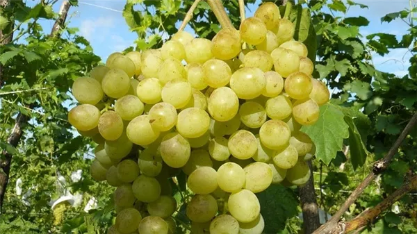 Обзор лучших столовых сортов винограда и рекомендации по выбору