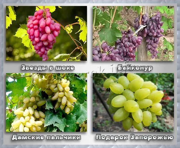 Средние столовые сорта винограда