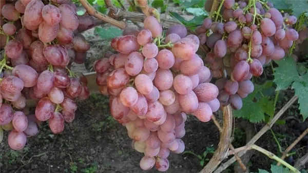 Обзор лучших столовых сортов винограда и рекомендации по выбору