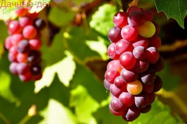 Лучшие столовые сорта винограда