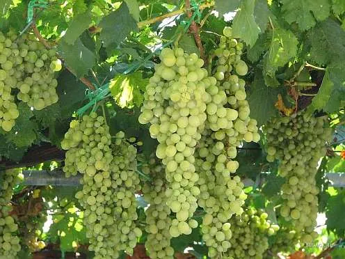 межвидовые гибриды винограда