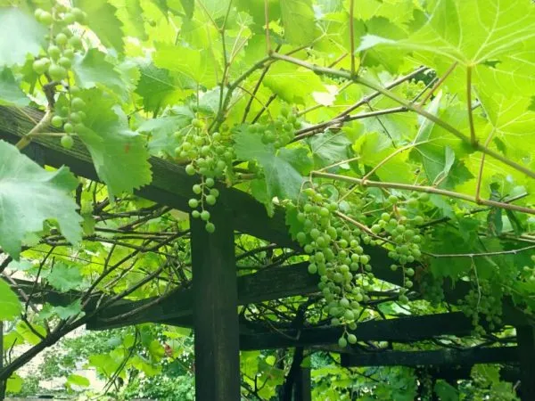 Самостоятельное строительство перголы для винограда