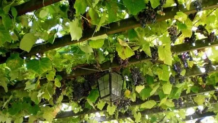 Пергола для винограда: описание и изготовление