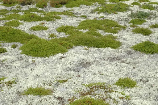 фото арктического моха