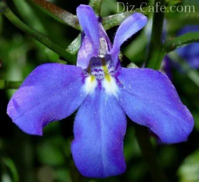 Цветок лобелии голубого цвета