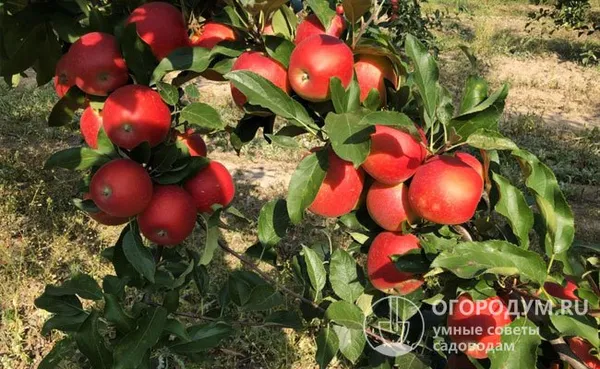 Яблоня «Гала Маст» (на фото) отличается крупными, яркими красно-рубиновыми плодами