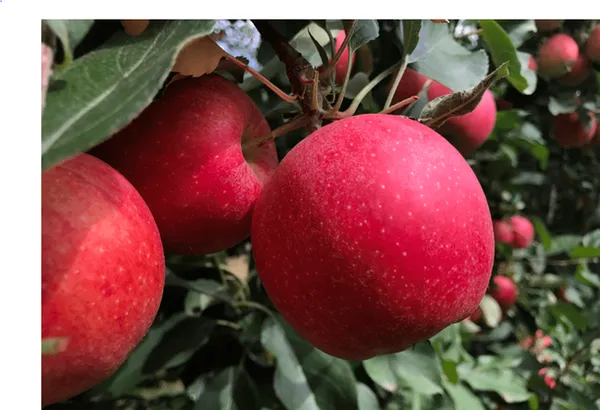 Сорт яблок Гала: полный обзор сорта и советы по его выращиванию