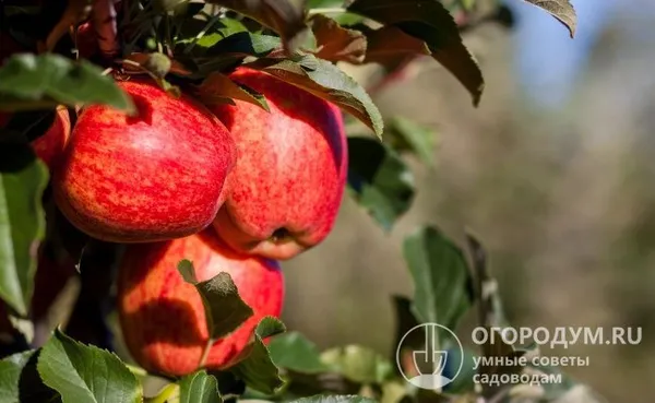 На фото – красно-малиновые яблоки «Гала Роял»