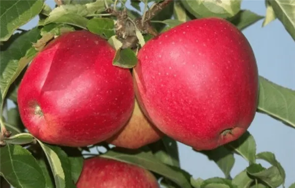 Сорт яблок Гала: полный обзор сорта и советы по его выращиванию