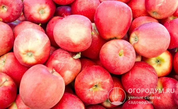 При высокой и регулярной урожайности яблоки отличаются одномерностью и почти 100%-й товарностью