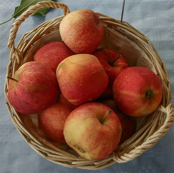 преимущества и недостатки яблони Гала
