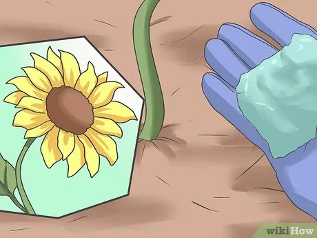 Изображение с названием Plant Sunflower Seeds Step 14