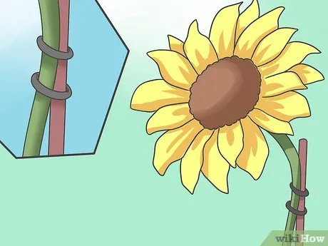 Изображение с названием Plant Sunflower Seeds Step 15