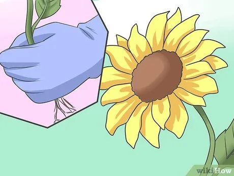 Изображение с названием Plant Sunflower Seeds Step 13