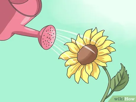 Изображение с названием Plant Sunflower Seeds Step 12