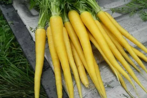 узбекская морковь желтая
