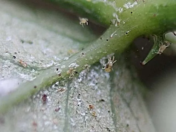 Если своевременно не принять мер, паутинный клещ покроет растение сплошным слоем белесого налёта
