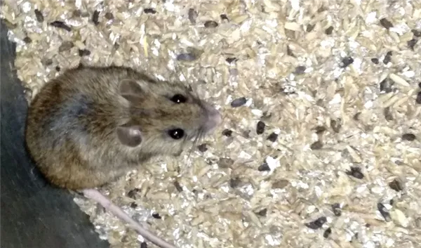 Отрава для мышей в доме