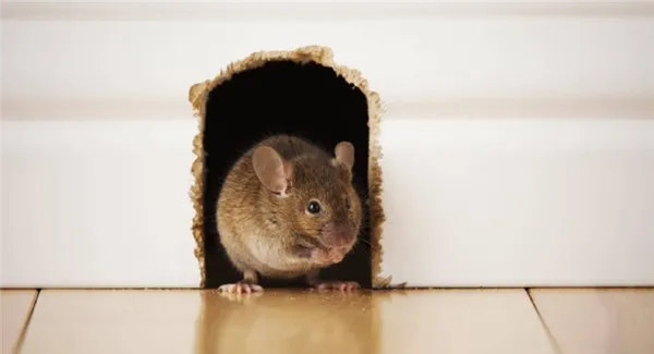 Как избавиться от мышиного запаха дома 