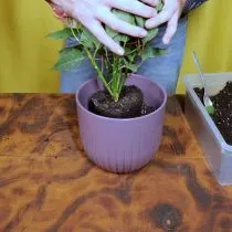 Разместите растение по центру горшка