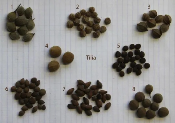 Семена различных видов липы