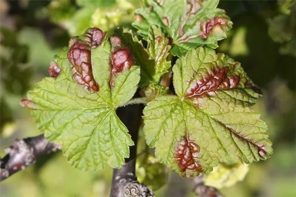 Галловая тля - Красные пятна на листьях смородины