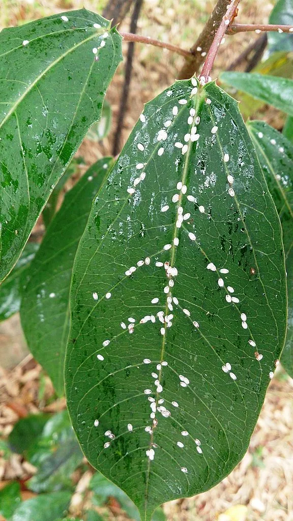 личинки на растении