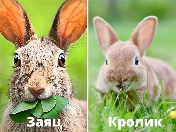 Общее между кроликом и зайцем