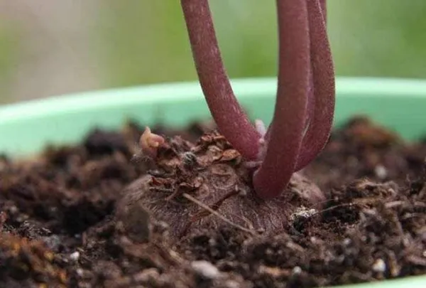 Как правильно посадить цикламен клубнем