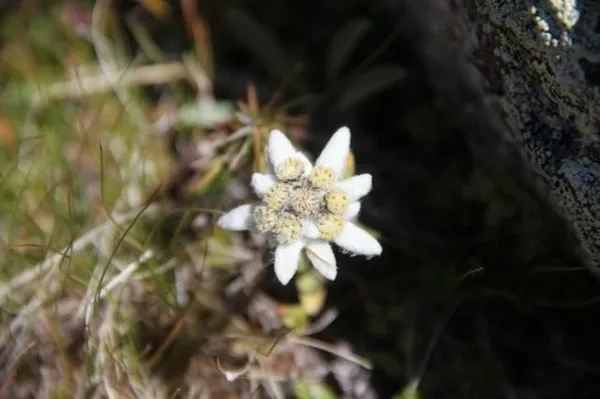 Эдельвейс снежный (Leontopodium nivale)