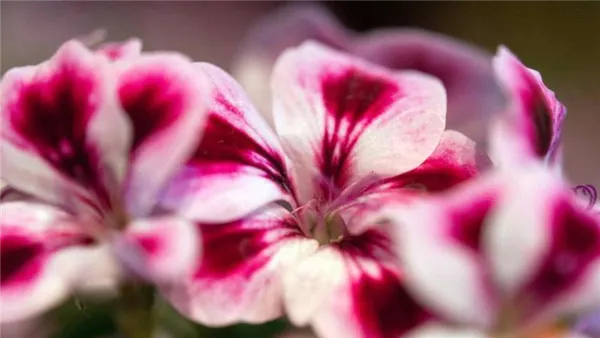 Цветки пеларгонии